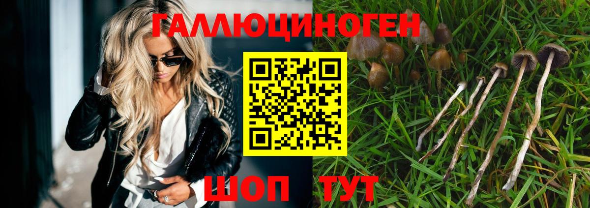 Северобайкальск  Псилоцибиновые грибы прущие грибы  Вход с VPN 