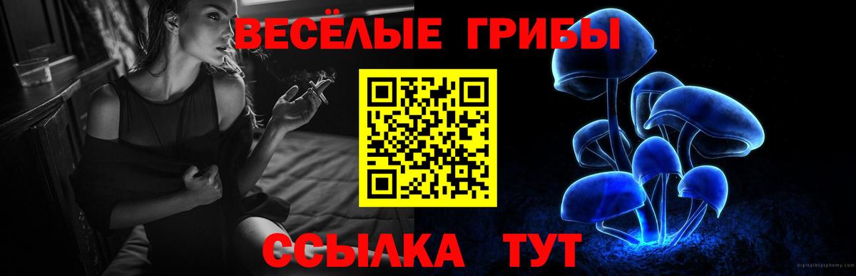 Псилоцибиновые грибы Psilocybe Северобайкальск